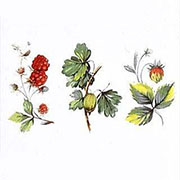 デザイン転写紙セット (有鉛) ＮＯ．４　花（中） 6×6cm　２０ピース